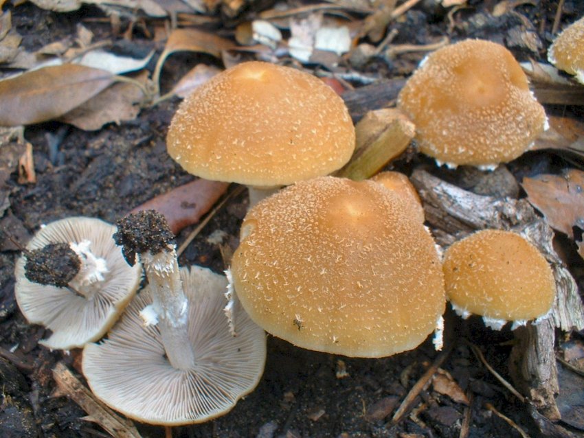 Escursione tra pino e leccio